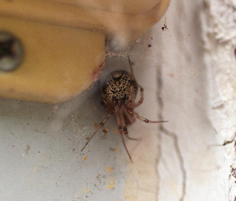 Spider