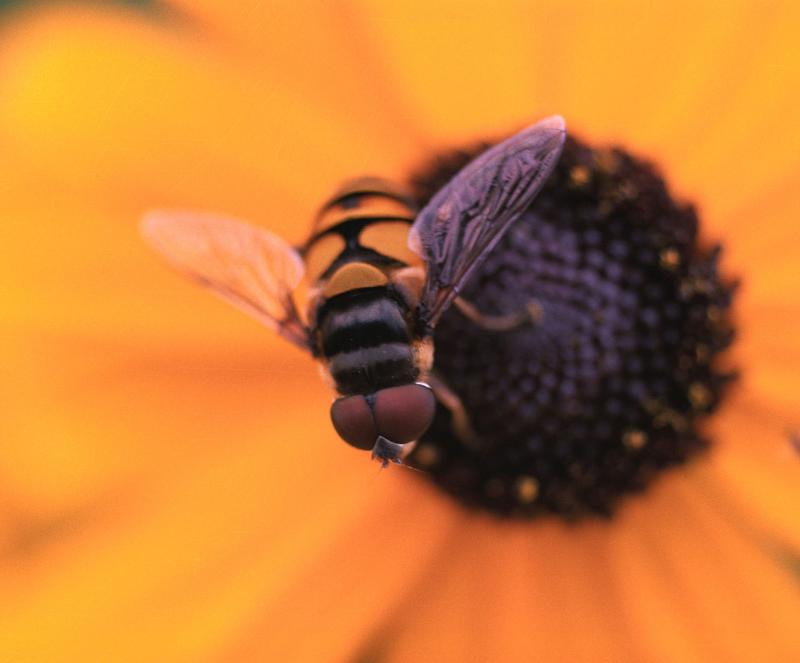 Bee