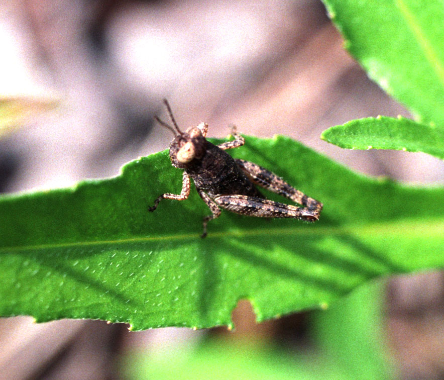 Tiny Grasshopper