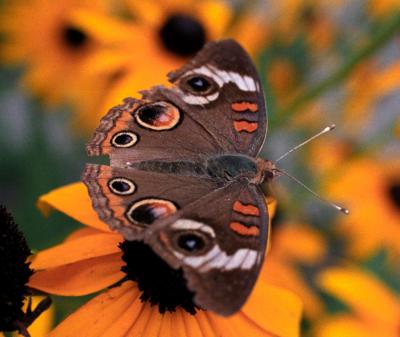 Buckeye Butterfly