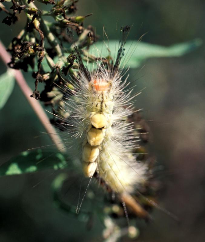 Tussock Moth Caterpillar