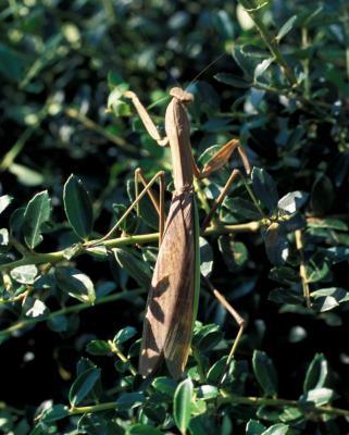 Praying Mantis