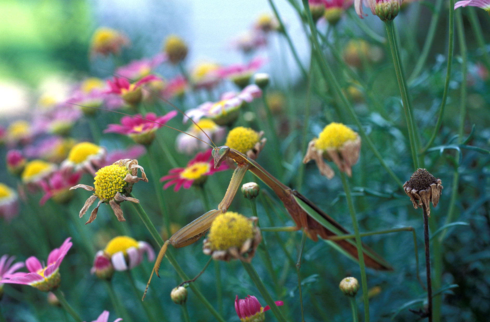 Praying Mantis in Painted Daisies