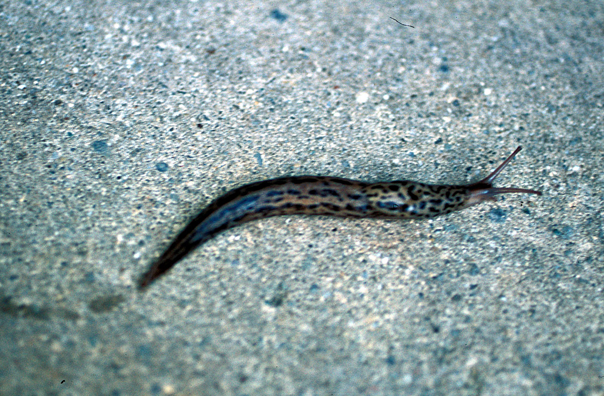 Slug Slug Slug