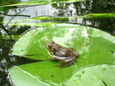 Frog on a Lily Pad